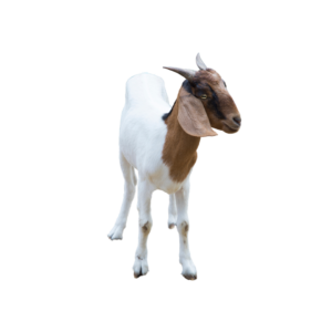 Buy Sadqa Goat/Bakra Online