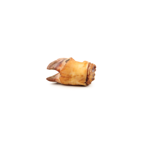 Buy bara paya/trotters online