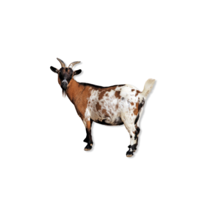 Buy Aqeeqa Goat/Bakra Online